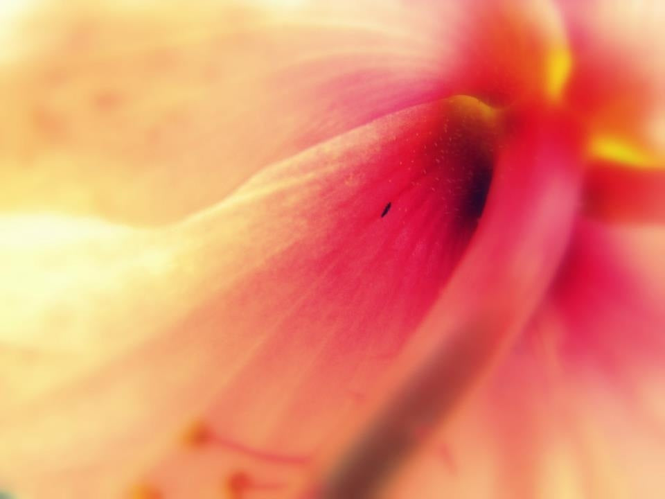 Ladies Sex Tools: A Smart, Stylish Guide for Women Who Own Their Pleasure featured image by ViveVibe