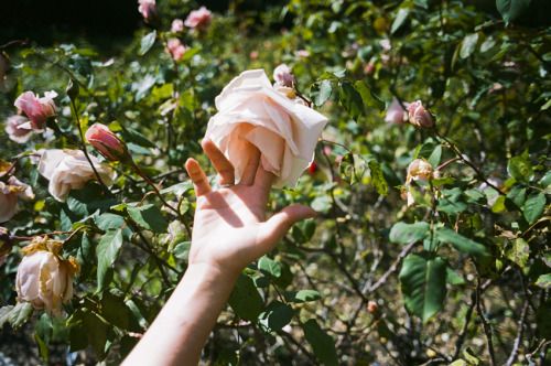 Best Vibrator for Clitoral Orgasm: The Toys That Never Miss featured image by ViveVibe