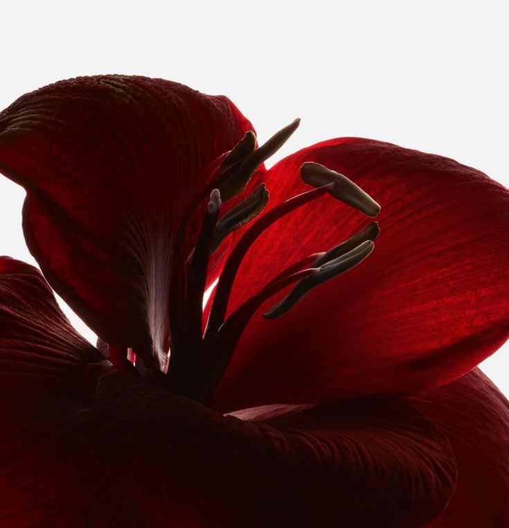 What We Were Never Taught About Pleasure — And Why It Matters