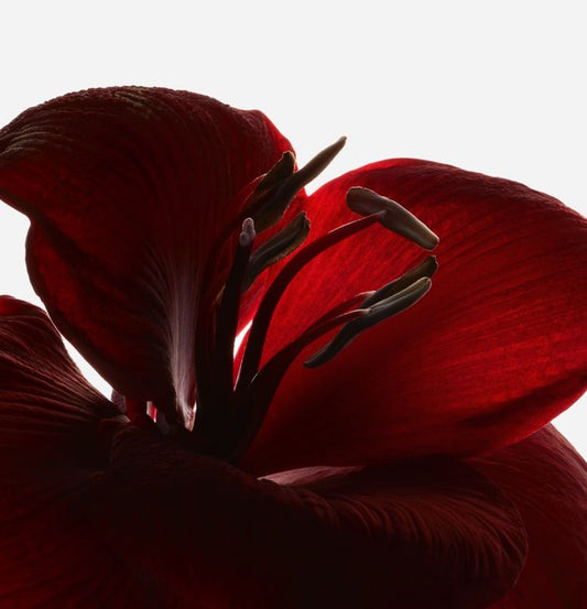 What We Were Never Taught About Pleasure — And Why It Matters