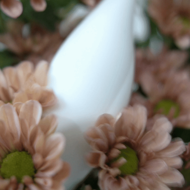 BloomDrop