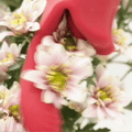 ScarletKiss