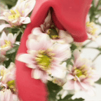 ScarletKiss